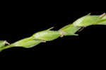 Roan Mountain sedge